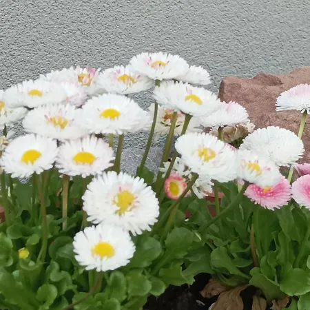 Chez Mamema Casa de Férias *